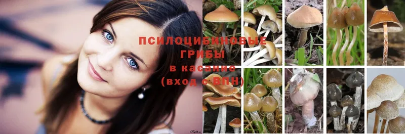 hydra сайт  Тюкалинск  Галлюциногенные грибы Psilocybe 